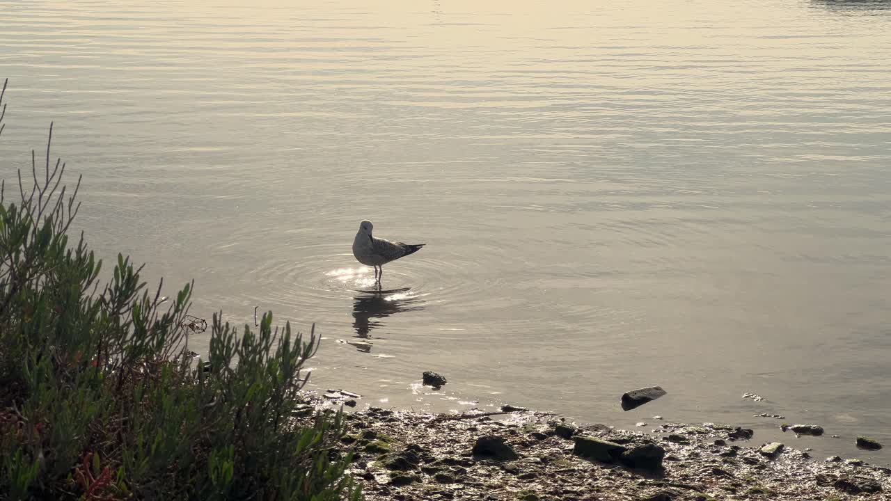 A single seagull along the shallow waters close to the coastal grasslands epitomizes wildlife's splendor within its native environment