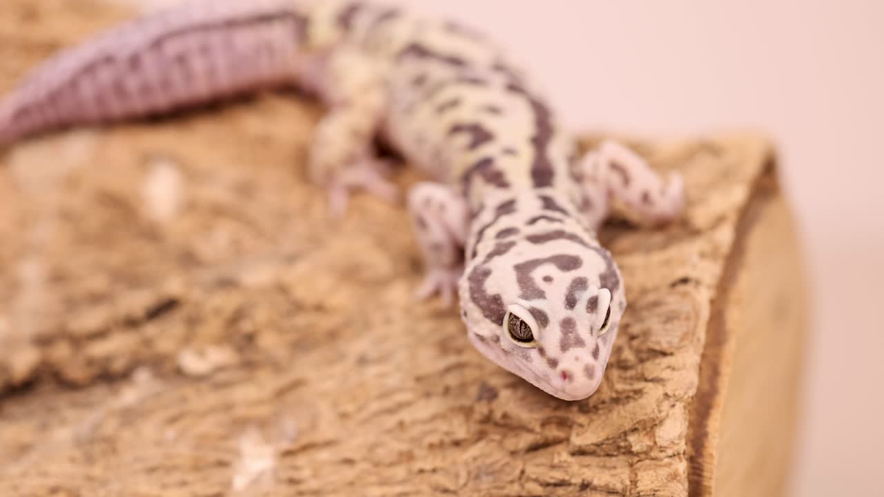 A leopard gecko moves across a textured wooden surface in soft lighting, showcasing its distinctive patterns and curious behavior