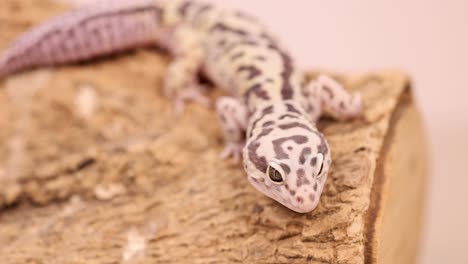 a leopard gecko moves across a textured wooden surface in soft lighting, showcasing its distinctive patterns and curious behavior