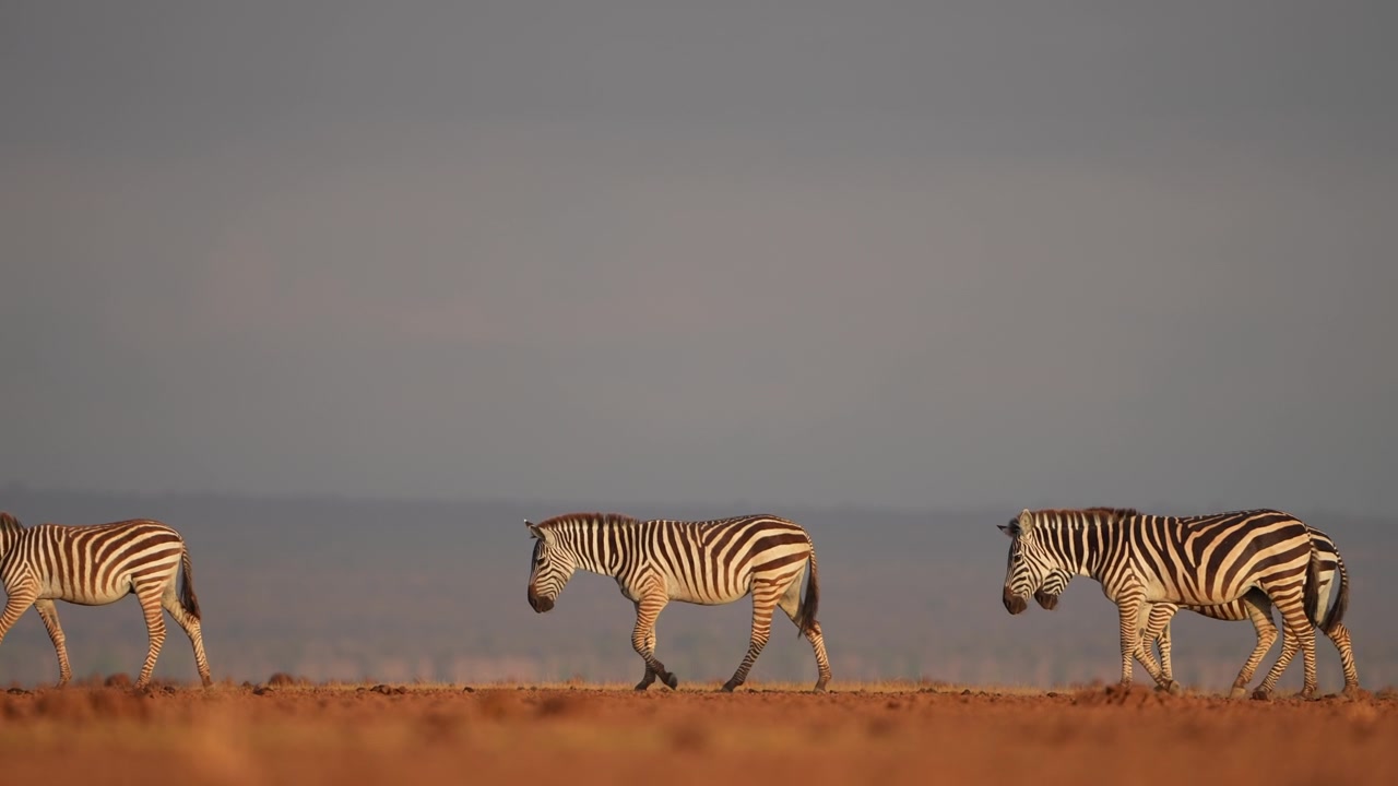 Zebre selvatiche in Africa con sfondo montuoso | Scena di safari.