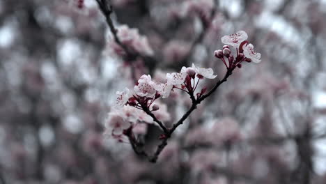 primer plano de la flor de cerezo de primavera