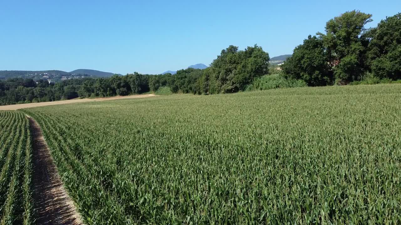 volando sobre un campo de maíz en el centro de italia, campo montañoso de la región de marche
