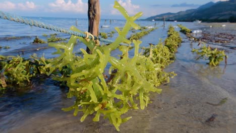 close up scenic landscape view of seaweed farm with rows of edible seaweed for exporting overseas on the tropical island of atauro, timor-leste, southeast asia