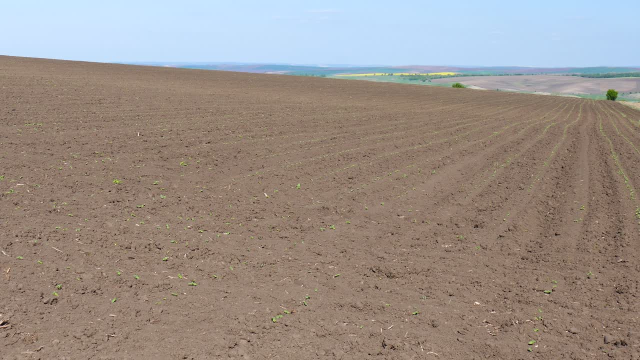 봄 시골 풍경. 파종된 수준. 다뉴브 평원 불가리아