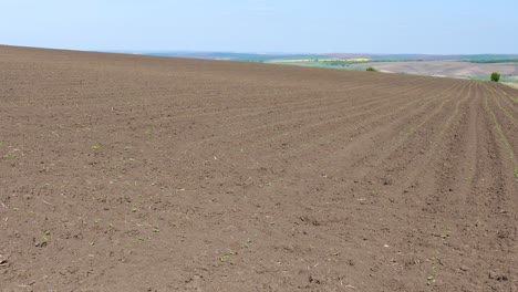 spring rural landscape. sown levels. danubian plain bulgaria