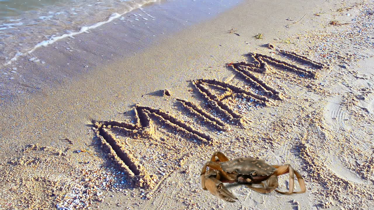 Krabbe og en inskription i sandet, stranden. Inskriptionen Miami i sandet. Florida, USA
