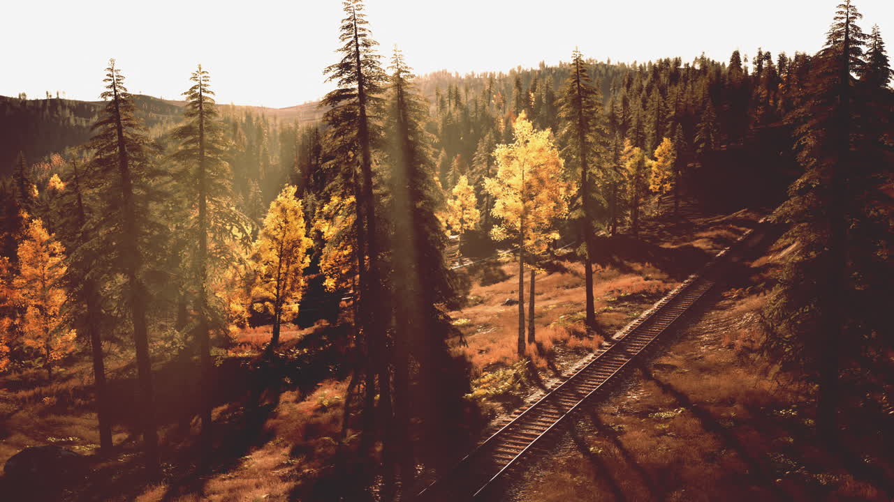 숲 속 의 가을 열차 트랙