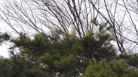 great egret - great white heron preening itself on top of korean pine tree