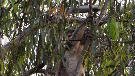 koala climbing on the branches of a eucalyptus tree in the woodland