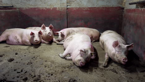 pregnant sows lying on floor in pigpen. piggery concept. static shot