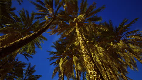 Kokospalmen-Am-Blauen-Himmel