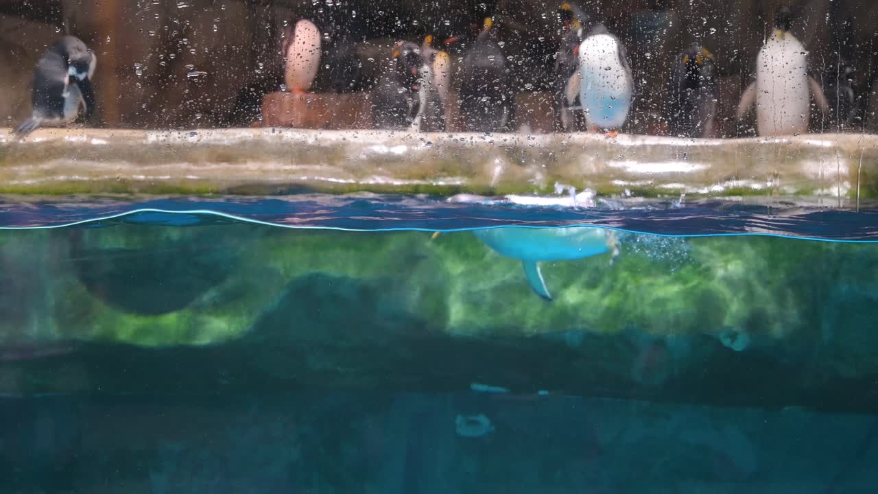 젠투 펭귄은 홍콩의 놀이 및 동물 테마 공원 해양 공원에서 남극 동물 명소에서 수영합니다.