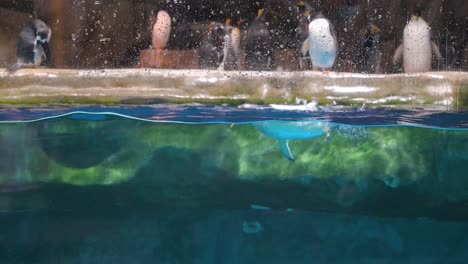 gentoo penguins swim at the south pole animal attraction at the amusement and animal theme park ocean park in hong kong