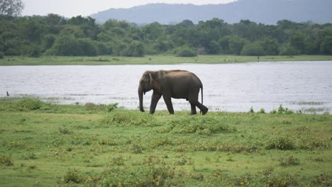 impresionantes vistas de un enorme elefante asiático cruzando un río poco profundo y salpicando agua mientras se refresca en la naturaleza en sri lanka