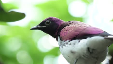 Close-up-shot-of-male-violet-backed-starling-dropping-bird-poop