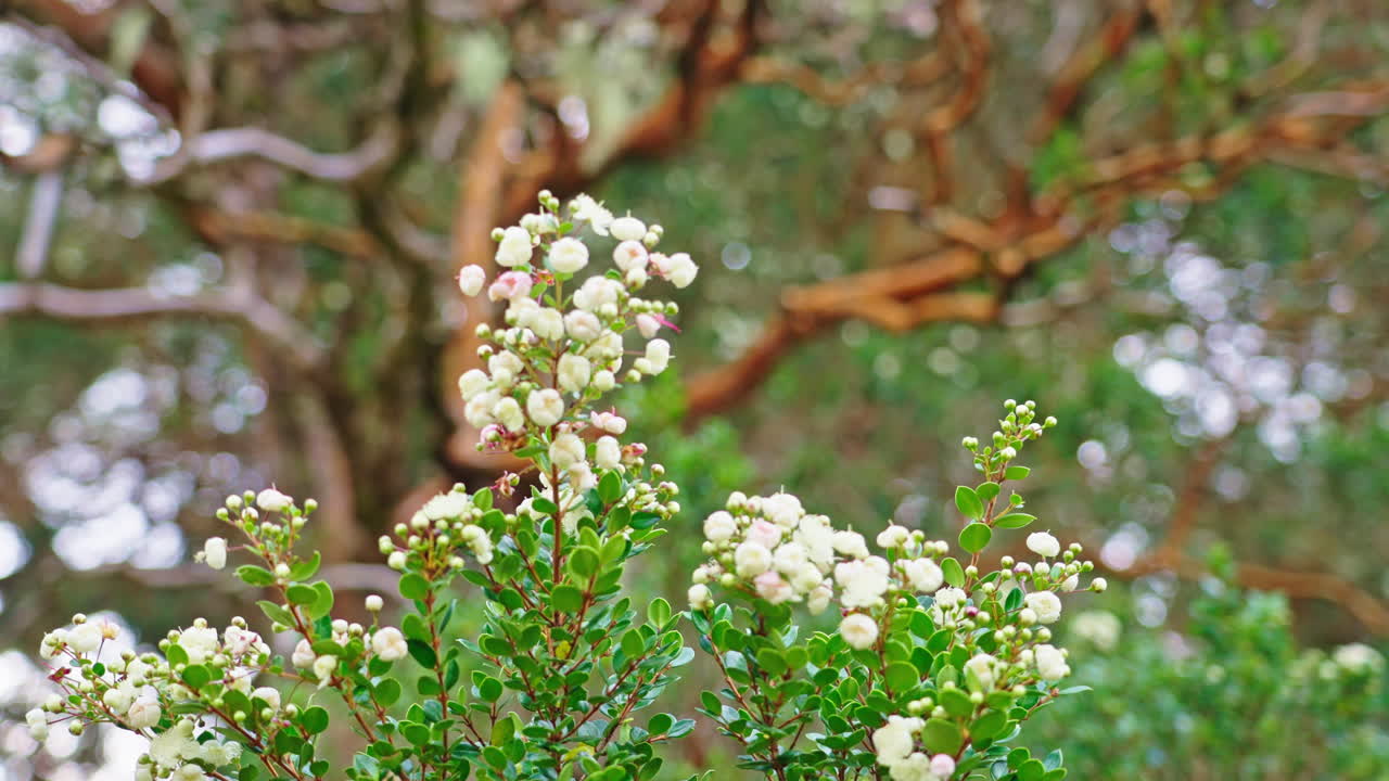 Close-up of White Flowers with Blurred Forest Background