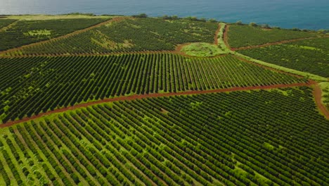 establishing shot of green coffee cultivation next to blue ocean