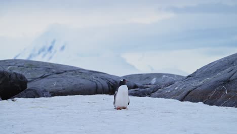 Pinguinberge-Und-Schnee-In-Der-Antarktis,-Dramatische-Landschaftskulisse,-Eselspinguin-Und-Wunderschöne-Winterlandschaft-Auf-Der-Antarktischen-Halbinsel-Mit-Felsen-Aufgrund-Des-Klimawandels-Und-Der-Globalen-Erwärmung