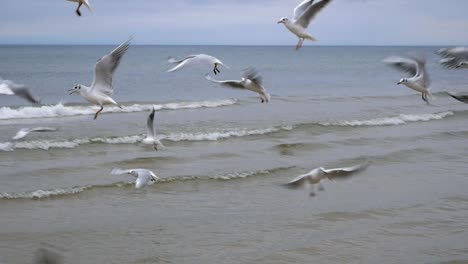 seagulls and birds flying in group with baltic sea in the background