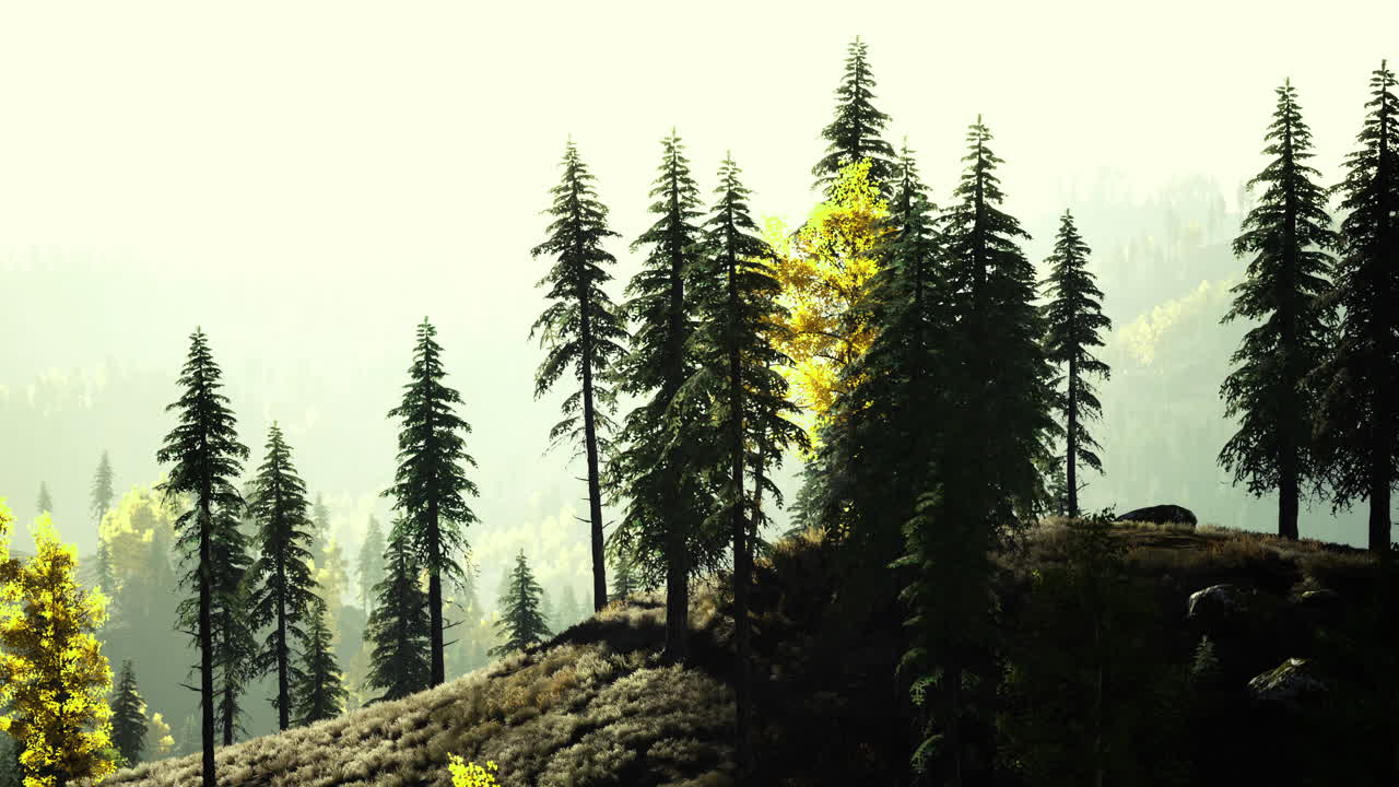 Vibrant autumn landscape with towering trees and distant hills in golden light