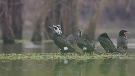 flock of great cormorants in water pond in morning-1