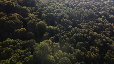 drone footage tracking along lush green deciduous woodland set in the gentle hills of wales