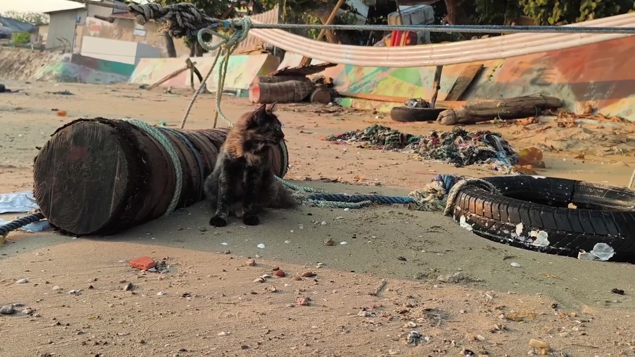 Kucing belang tiga duduk di pantai berpasir