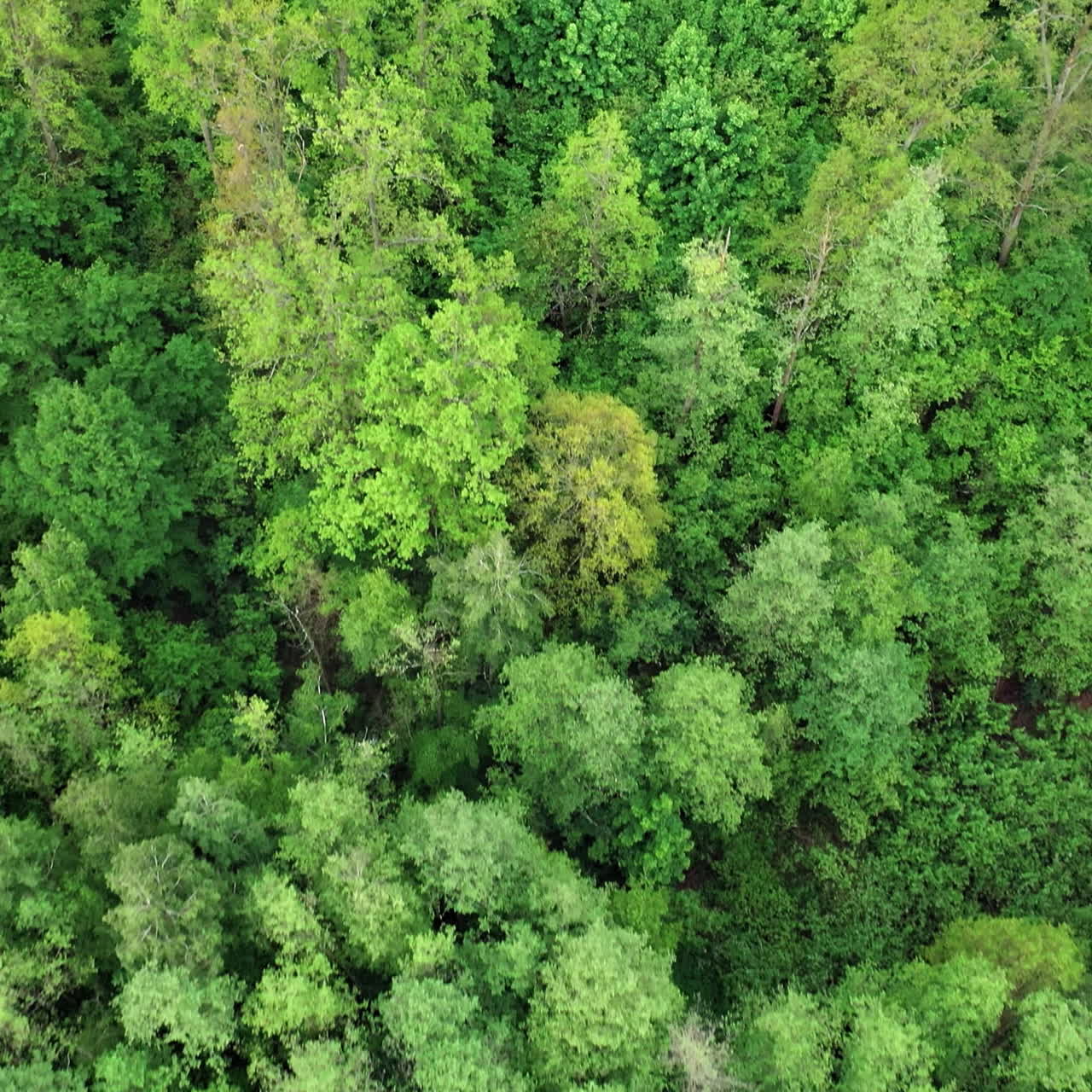 Beautiful aerial view of the forest with green trees. Tops of trees in the natural forest in summer. Natural atmosphere in the green forest outdoors. Slow motion.