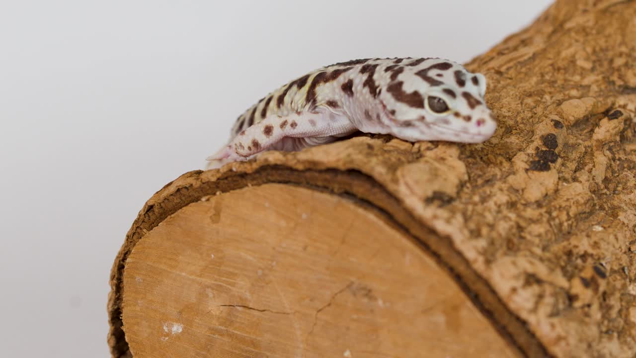 En leopardgekko beveger seg over en teksturert trestamme mot en ren, hvit bakgrunn