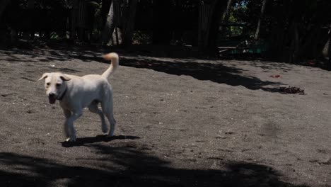 Perro-Doméstico-Vagando-Por-La-Arena-En-Un-Pueblo-Costero-En-Verano