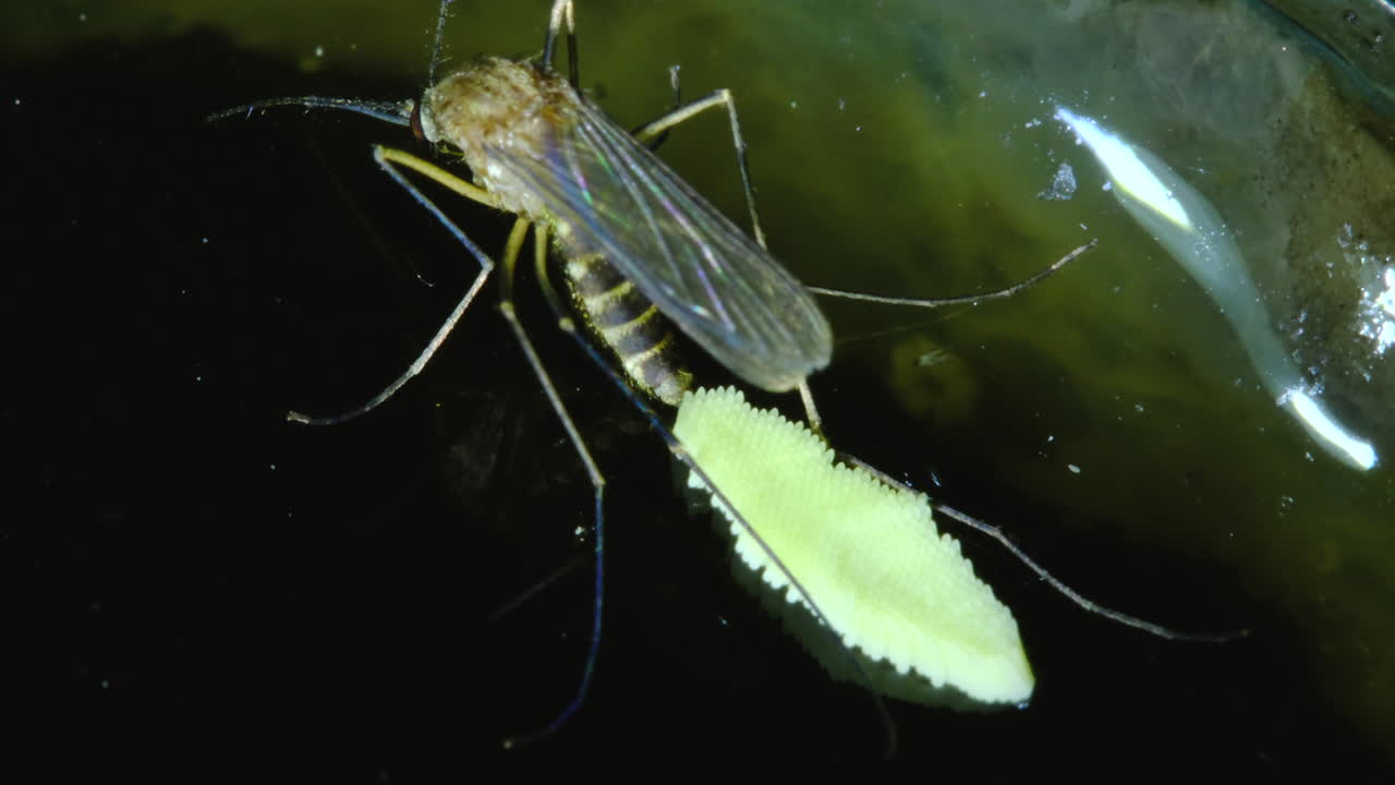 Mosquito laying eggs on water