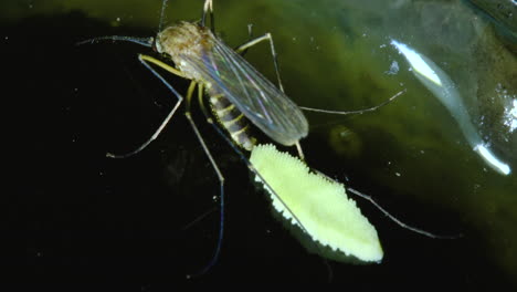 mosquito laying eggs on water