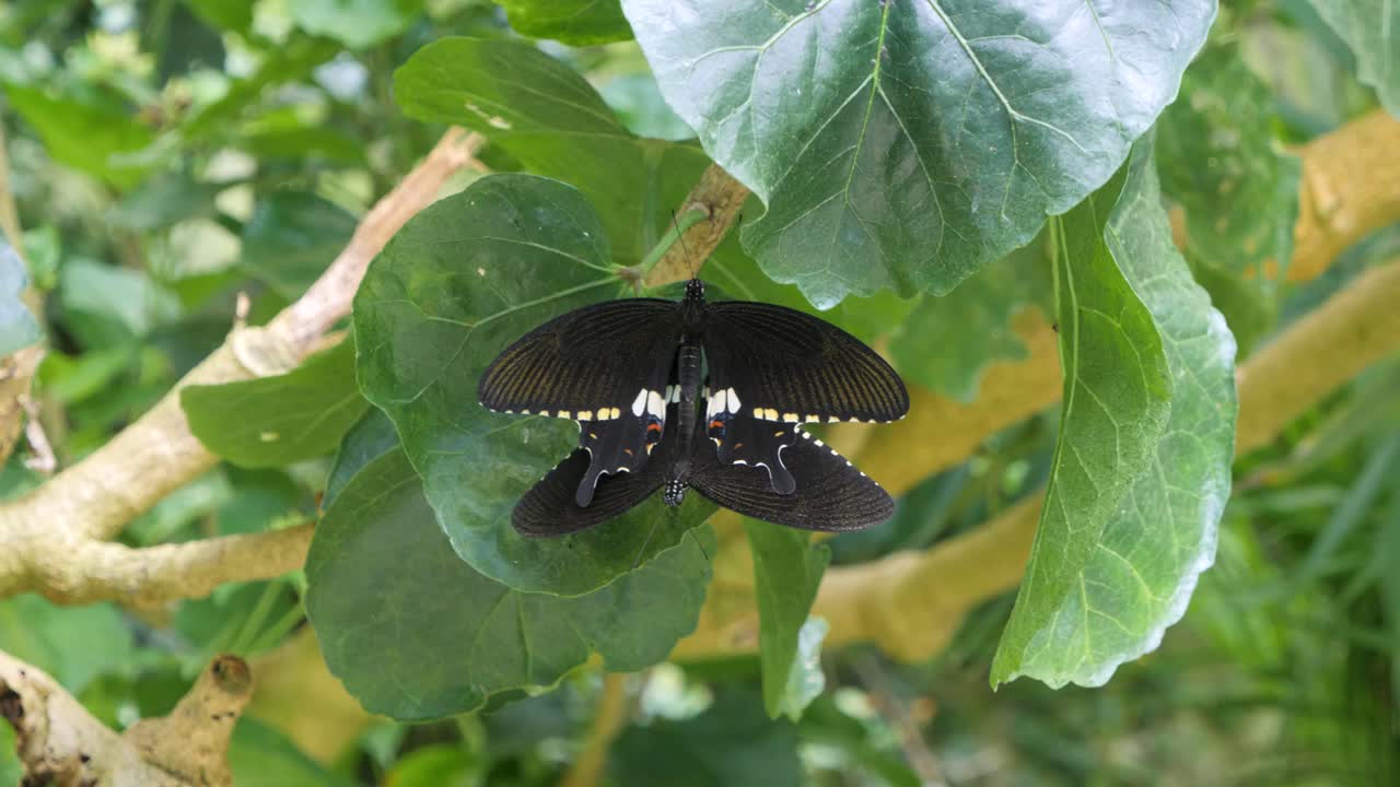 Una farfalla nera si posa su foglie verdi lussureggianti nella Fattoria delle Farfalle di Cameron Highland