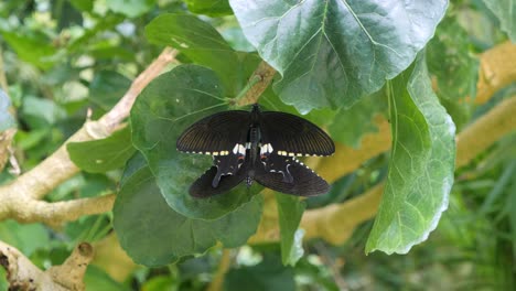 a black butterfly rests on lush green leaves in cameron highland butterfly farm