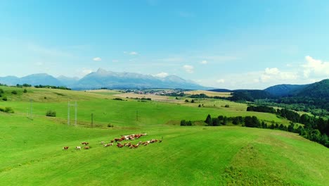 aerial view of cows in a herd on a green pasture during sunny summer day with amazing mountain krivan peak symbol of slovakia in high tatras mountains in the back