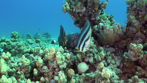dos peces murciélago muy de cerca en el arrecife de coral en egipto