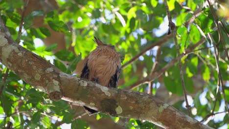 Seen-staring-down-with-its-eyes-wide-open-then-preens-itself-and-poops,-Buffy-Fish-Owl-Ketupa-ketupu-Khao-Yai-National-Park,-Thailand