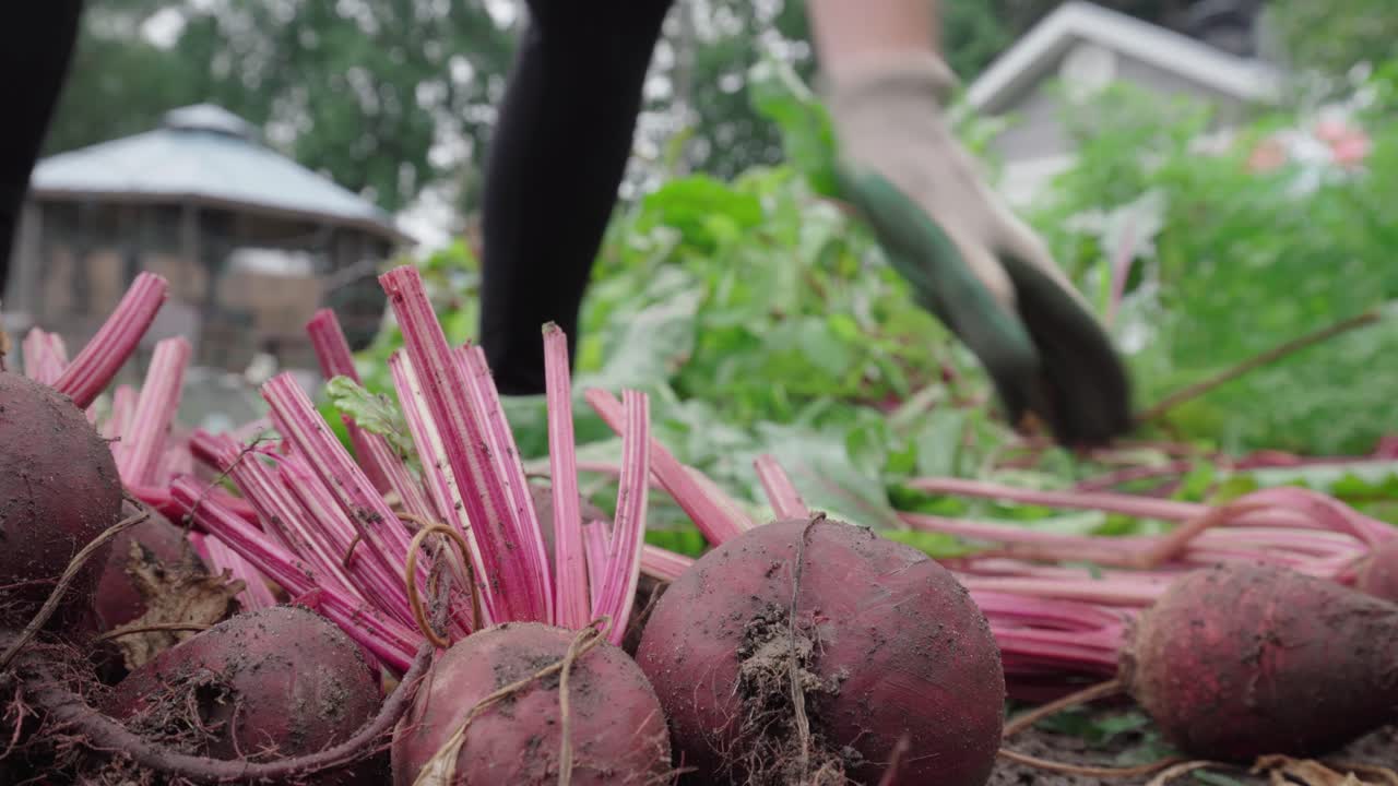 manos de jardinero cortando tallos de remolacha de jardín con tijeras