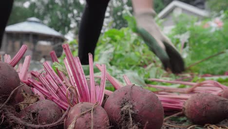 Manos-De-Jardinero-Cortando-Tallos-De-Remolacha-De-Jardín-Con-Tijeras