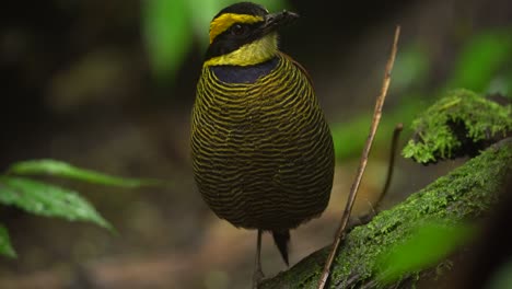 a javan banded pitta bird with yellow and black striped feathers is standing quietly alone