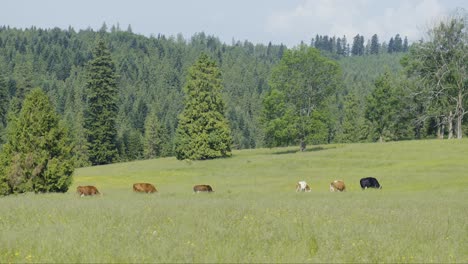 cows grazing peacefully in a mountain meadow