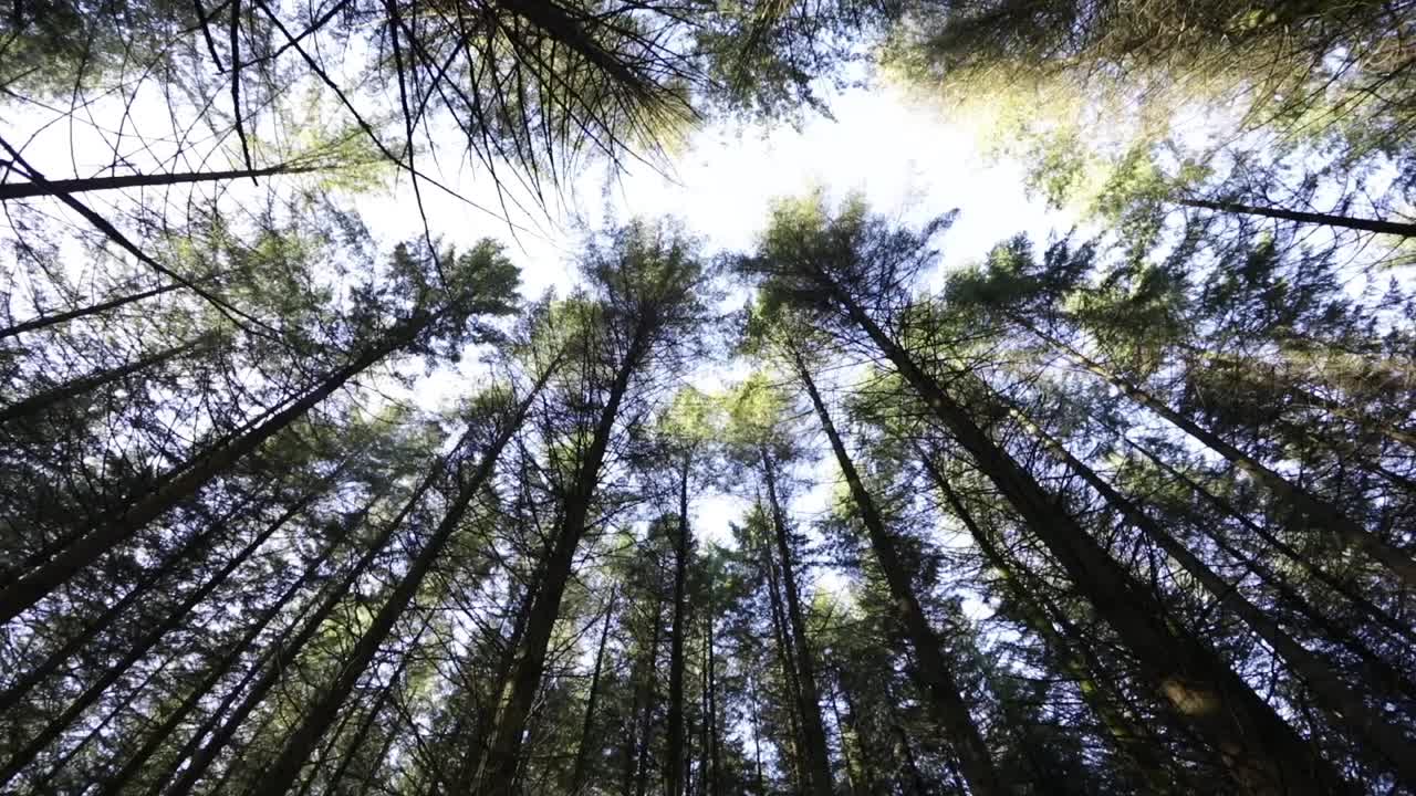 View from below of the trees of a forest