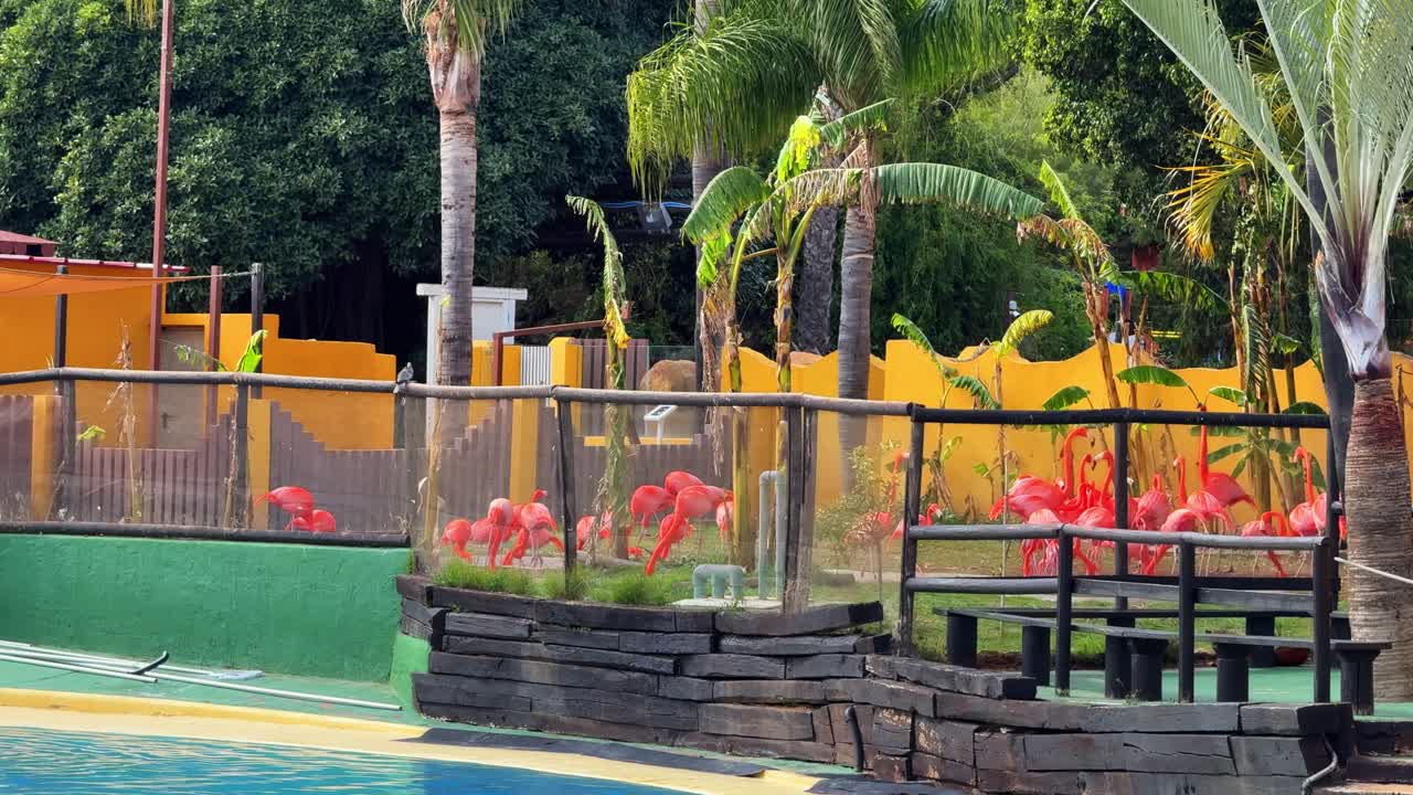 flamencos pájaro de la cuchara rosada de cerca américa del sur color rosa blanco