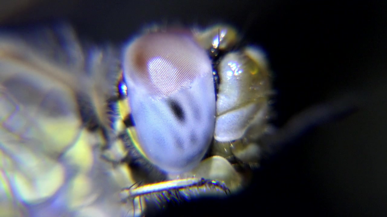 Primo piano estremo dell'occhio di una libellula