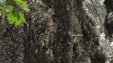 The-Monarch-Butterfly-Sanctuary-in-Mexico,-full-of-thousands-of-sleeping-Monarch-butterflies-at-the-end-of-their-yearly-migration-from-Canada