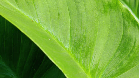 Green-Lilly-leaf,-close-up-with-warm-sunlight
