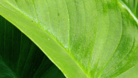 hoja de lirio verde, cerca con la cálida luz del sol