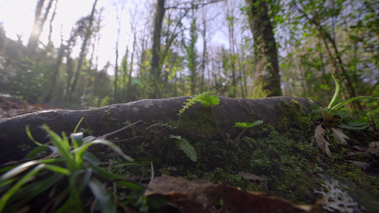pequeñas plantas en el suelo del bosque.