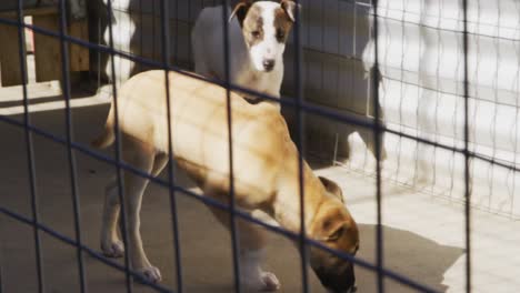 Abandoned-dog-locked-up-in-a-shelter