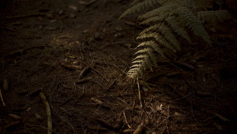 pine cones falling on ground